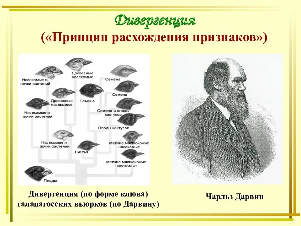 Термин дивергенция. Чарльз дарвин, видообразование. видообразование вьюрки дарвин. примеры дивергенции в биологии. видообразование по дарвину дивергенция признаков.