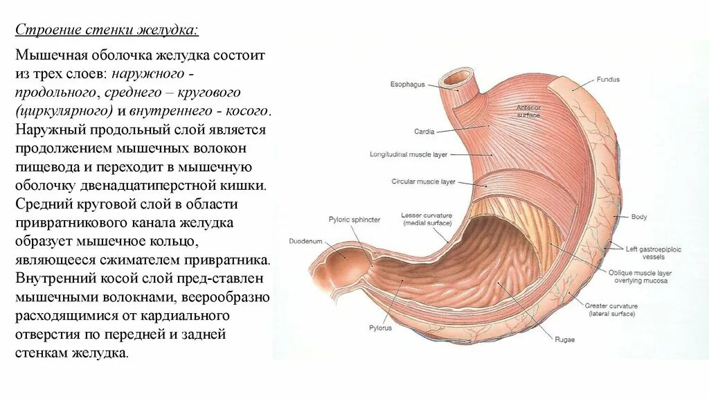 Функция оболочек желудка. Мышечная оболочка желудка анатомия. Стенки желудка анатомия. Из каких слоев состоит мышечная оболочка желудка.