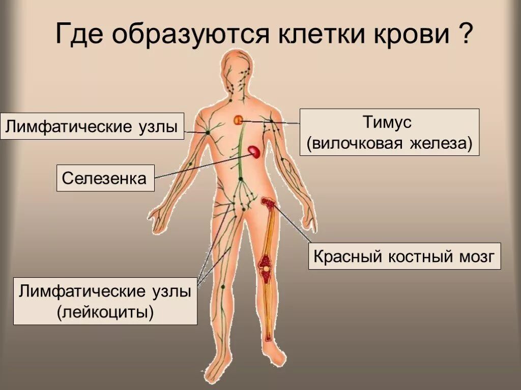 Где появляется кровь