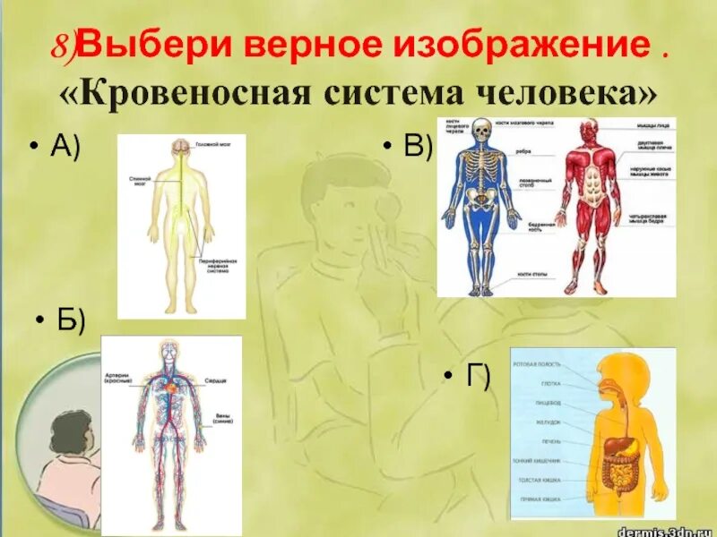 Схема системы органов человека 3 класс окружающий мир. Окружающий мир 3 класс строение человека система органов. Организм человека система органов 3 класс окружающий мир. Кровеносная система человека.