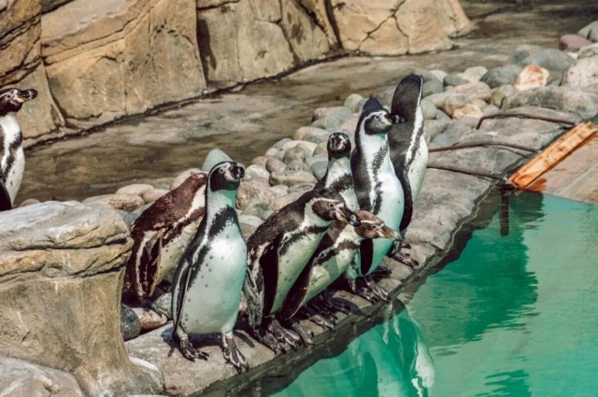 Zoo becomes first in UK to close due to coronavirus