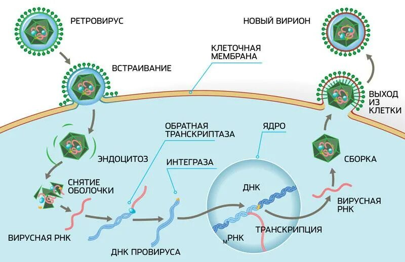 Жизненный цикл РНК содержащих вирусов. Жизненный цикл ретровирусов схема. Механизм проникновения вируса ВИЧ В клетку. Схема проникновения ВИЧ В клетку.