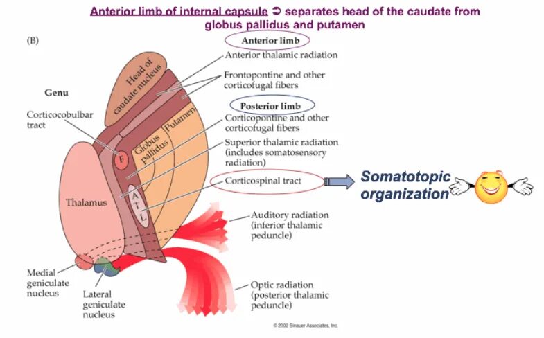 Glibc vsyslog internal. Anterior limb of internal capsule. internal capsule. anterior thalamic radiation это. миотир гопсула.