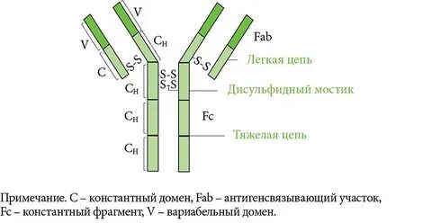 Иммуноглобулины тест с ответами