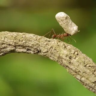 Ant lighting