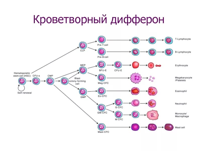 Дифферон это. Схема кроветворения стволовая клетка. кроветворный дифферон. схема кроветворения гематология. схема дифференцировки клеток крови.
