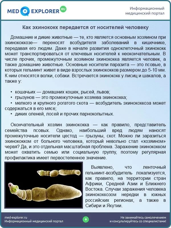 Эхинококкоз у детей симптомы. Переносчики эхинококкоза. профилактика эхинококкоза.