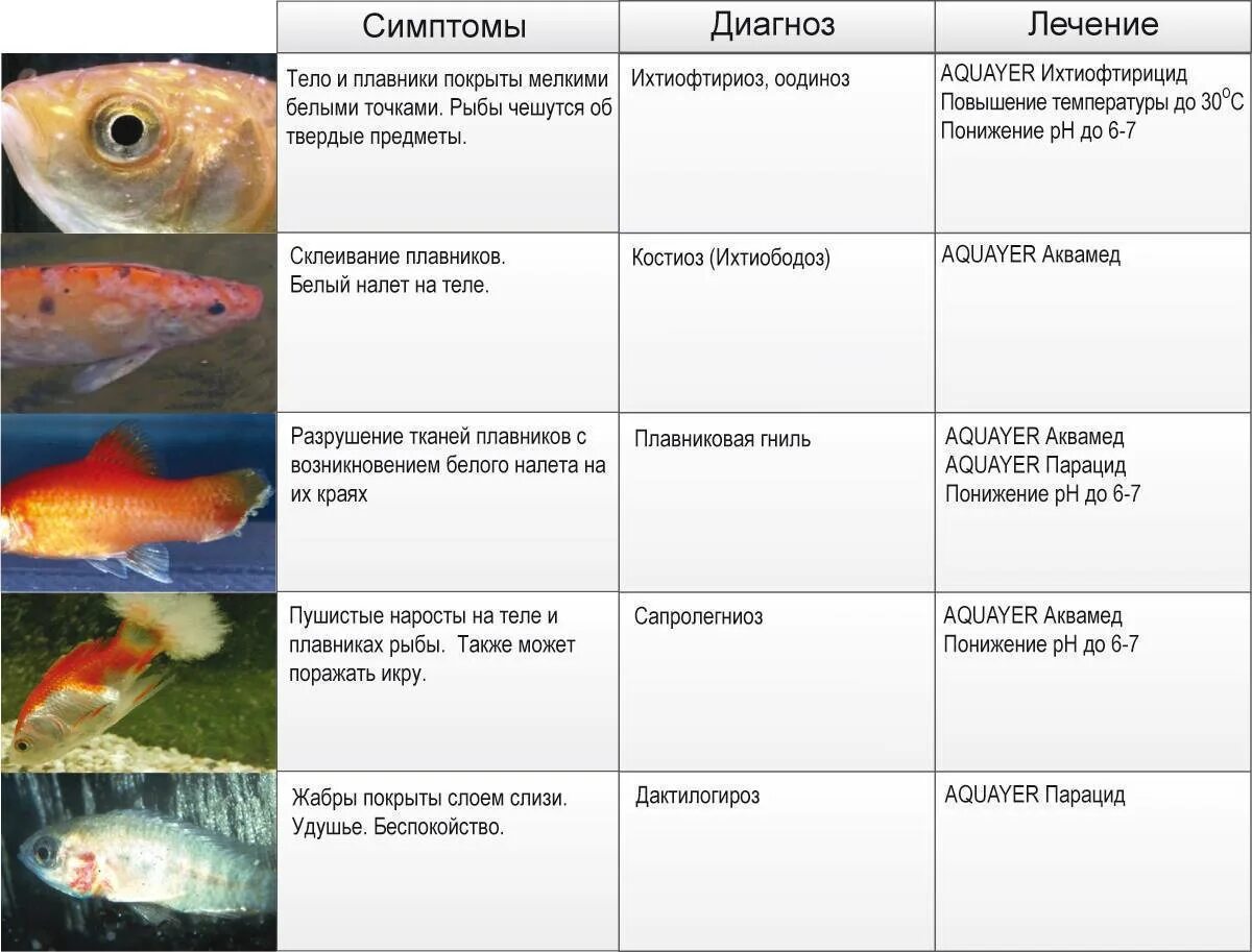 Таблица симптомов болезней аквариумных рыб. Болезни аквариумных рыб таблица. Болезни аквариумных рыбок внешнии. Болезни жабр у аквариумных рыбок. Какую рыбу можно до года