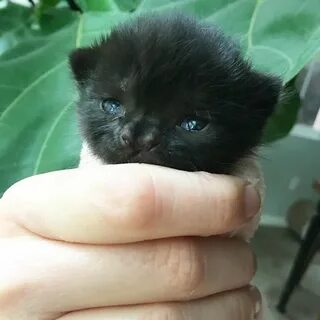 Слепой котенок