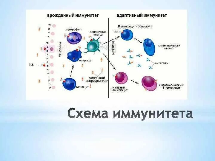 Механизм врожденного иммунитета схема. Схема врожденного иммунитета иммунология. Т-лимфоциты иммунной системы схема. Схема клеточного механизма образования иммунитета. Собственные иммунные клетки