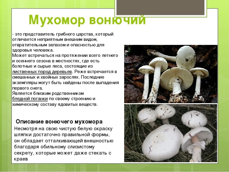 Как отличить зонтик от поганки
