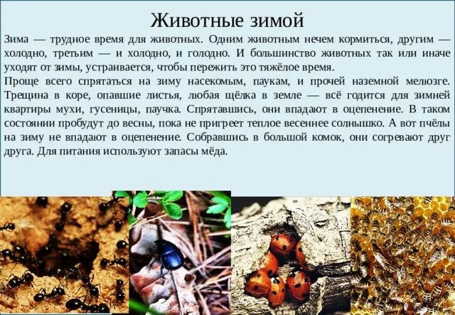 Сезонная жизнь животных 2 класс окружающий мир. Изменения в жизни животных летом. сезонные изменения в жизни пчел. зима трудное время в жизни животных.