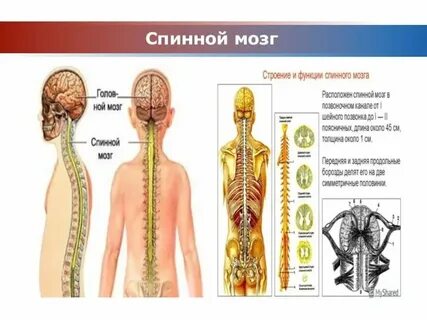 Где находится таля