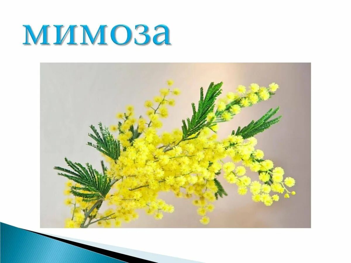 Мимоза цветок веточка. Мимоза цветок веточка. 'мимозы ветка мимозы. 1 веточка мимозы. Мимоза 1 ветка.