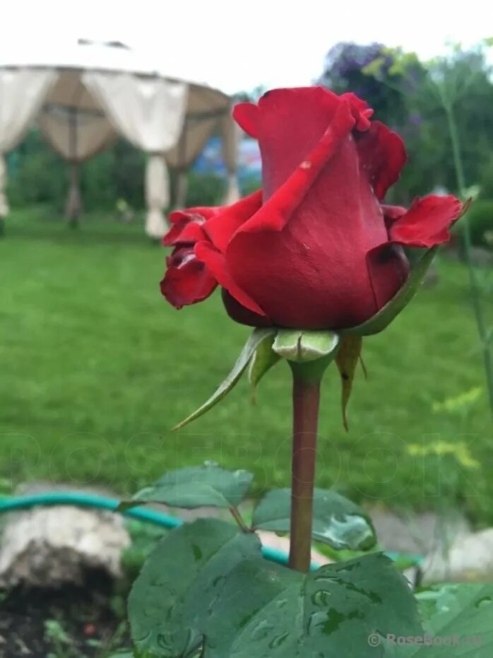 Ред берлин. Ред берлин чайно гибридная. Ред берлин чайно гибридная. Роза чайно гибридная сорт ред берлин. Ред берлин (red berlin) роза.