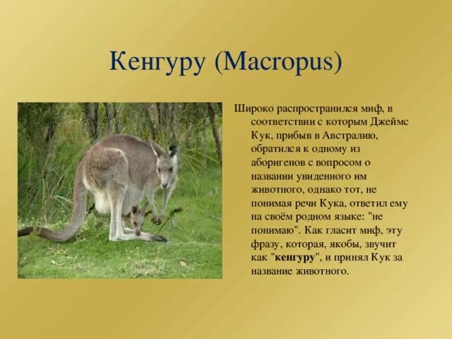Мини текст на английском языке 5 класс о животных россии - Знания.org
