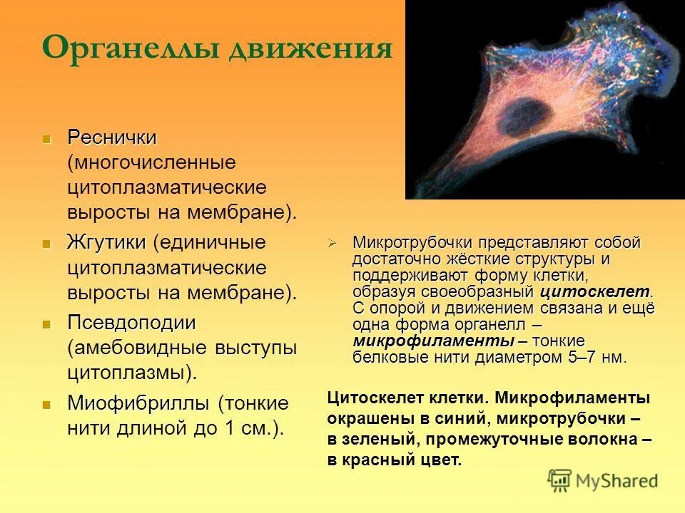 виды движения клеток. формы движения клеток. механизм движения клетки. формы движения клеток. с помощью жгутиков перемещается?.