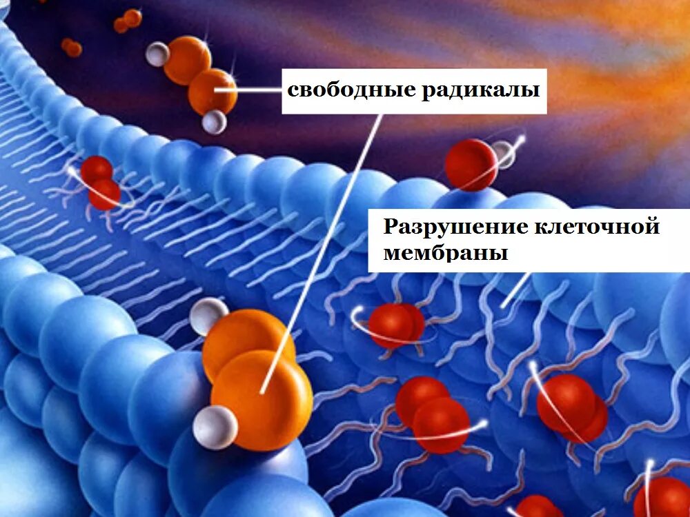 Свободные радикалы и влияние на мембрану клетки. Свободные радикалы атакуют клеточную мембрану. Свободные радикалы и антиоксиданты в организме. Образование свободных радикалов в организме. Кожей радикал