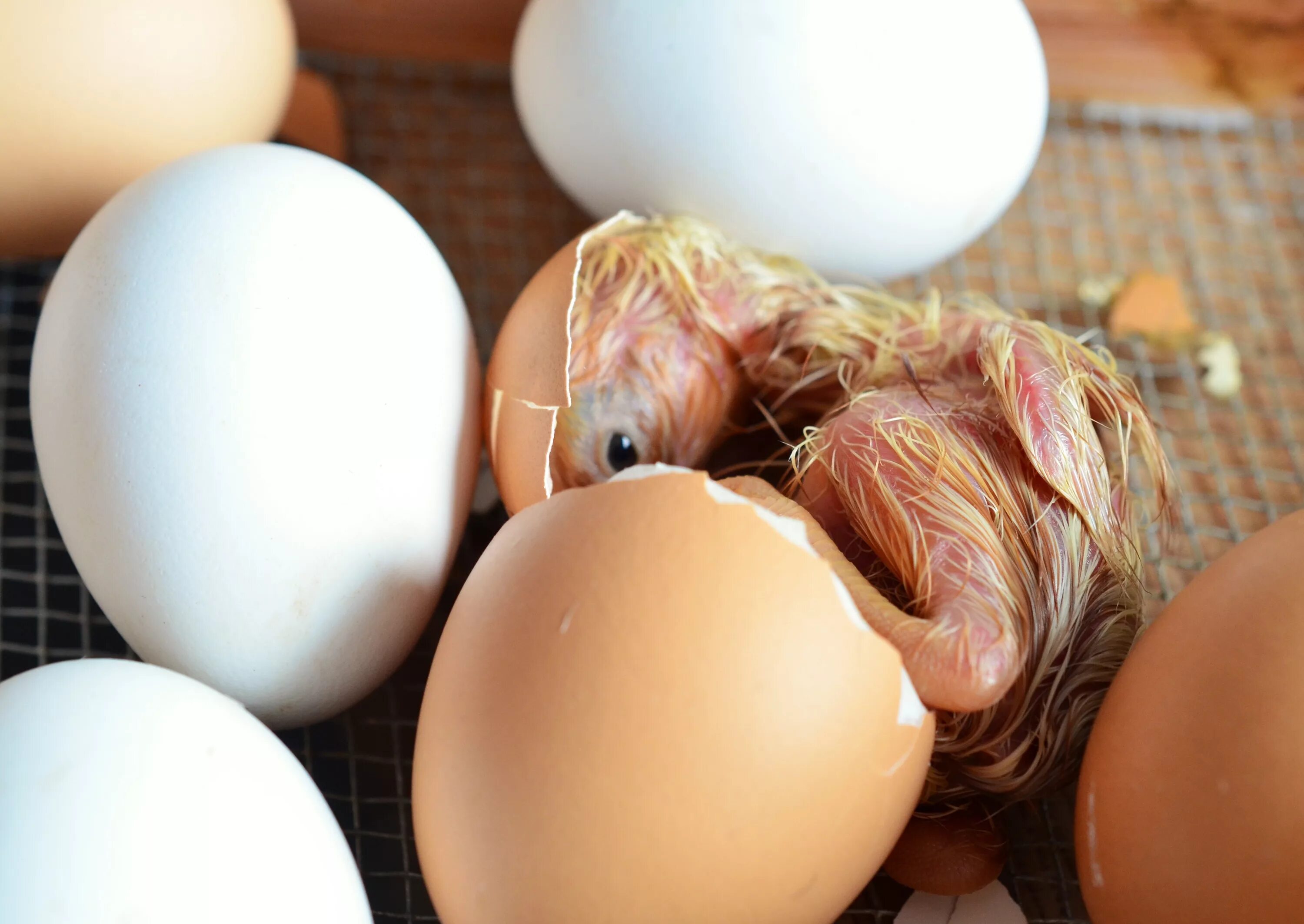Hatching eggs. Инкубационное яйцо Росс 308. Я цыпленок. Яйцо цыпленок. Цыпленок вылупляется.