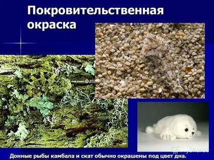 Рыба камбала относительный характер