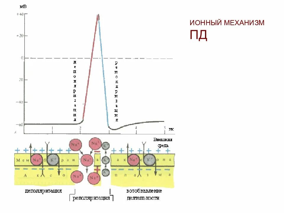 Ионный механизм физиология. Ионный механизм физиология. Ионные механизмы формирования пд. Ионные механизмы возникновения потенциала действия. Ионные механизмы формирования пд.