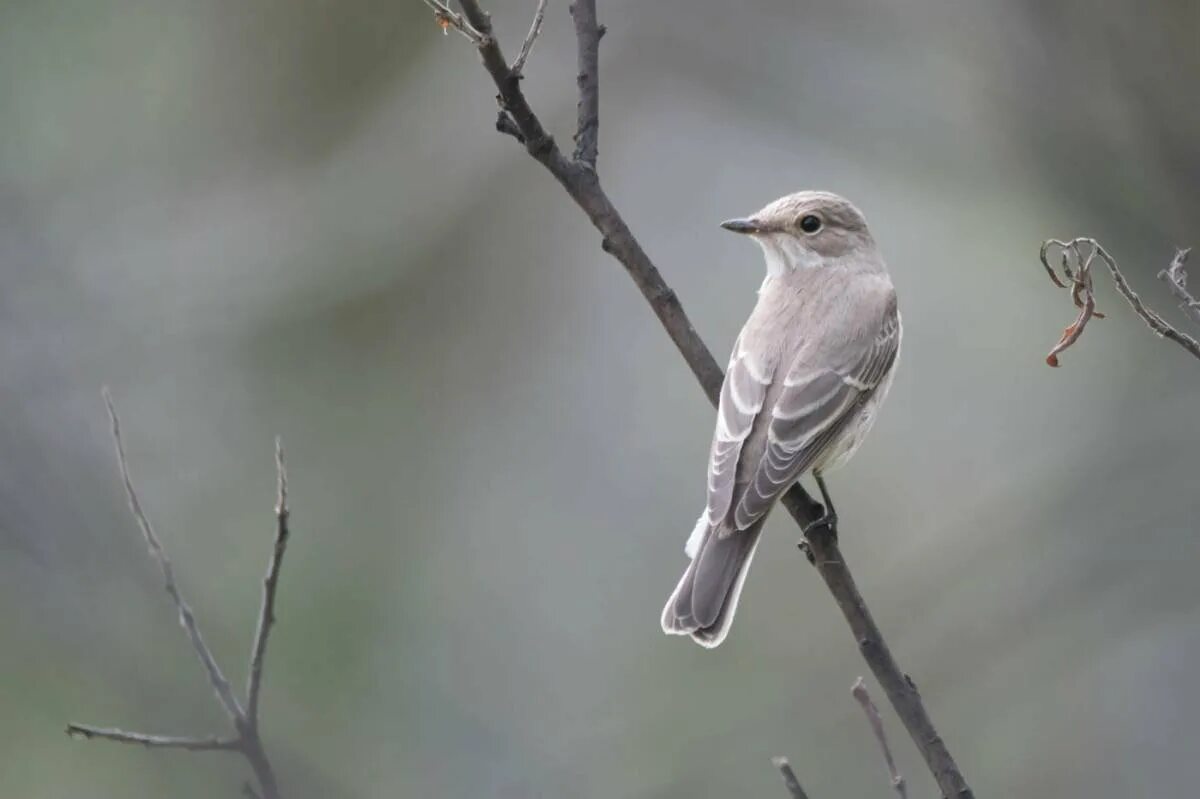 Серая мухоловка (Muscicapa striata). Мухоловка серая – Muscicapa striata (Pallas, 1764). Маленькая серенькая птичка мухоловка. Серая мухоловка в Сибири. Включи серая птица