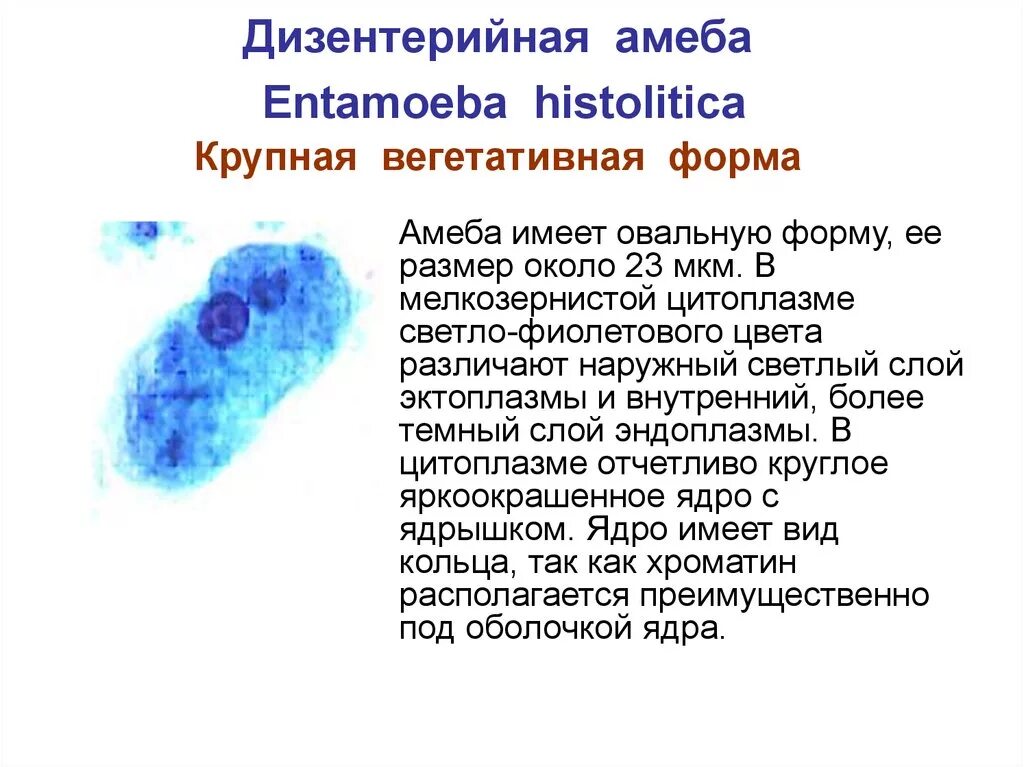 Амеба дизентерийная характеристика. Дизентерийная амеба характеристика. Амеба дизентерийная характеристика. Амеба дизентерийная характеристика. Дизентерийная амеба простейшие строение.