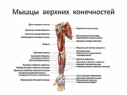 Мышцы приводящие в движение предплечье