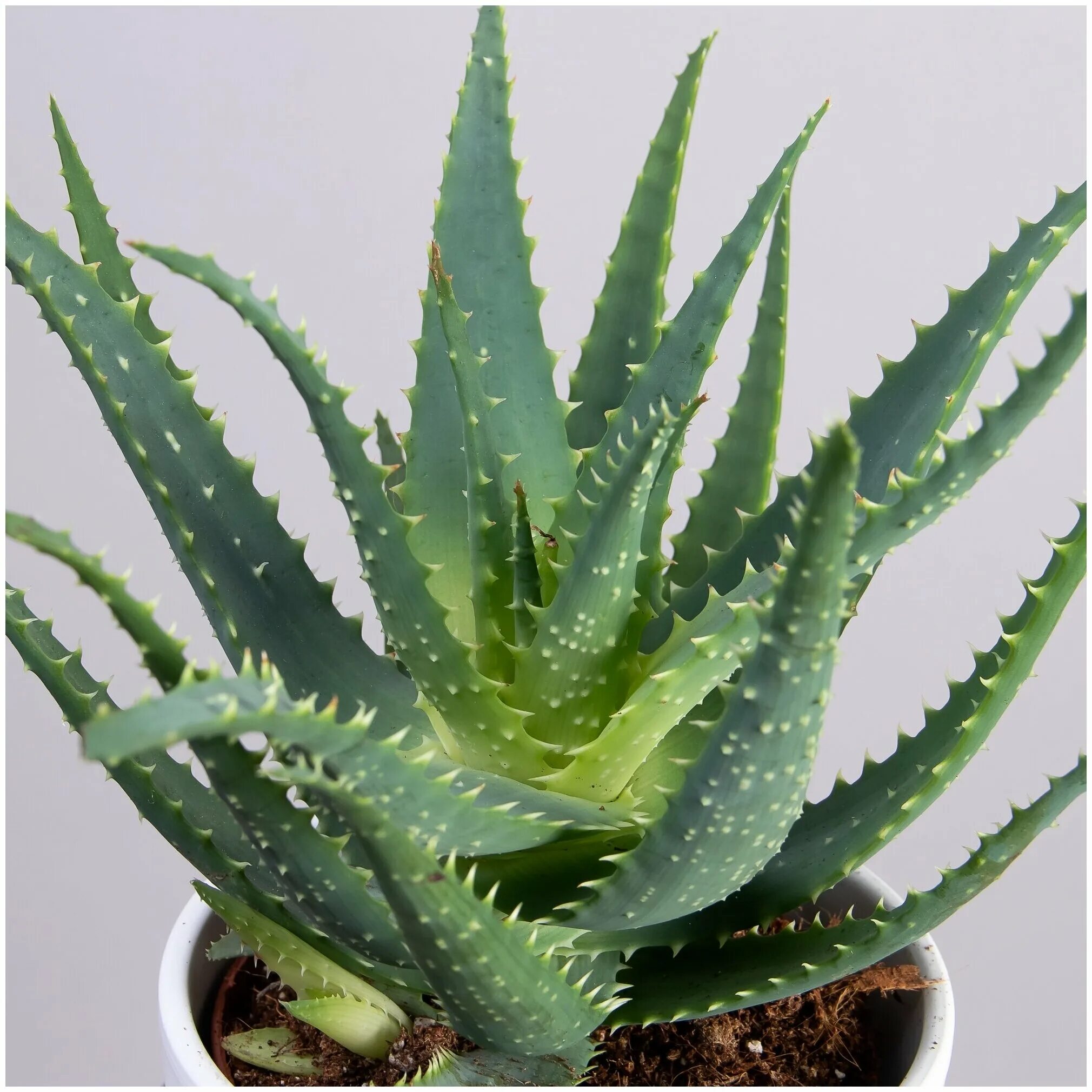 Алое куплю в москве. Алоэ древовидное столетник. Алоэ древовидное (Aloe arborescens). 1. Алоэ древовидное (столетник). Алоэ древовидное Aloe arborescens *; d12; с1.