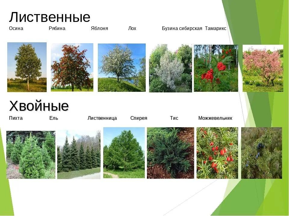 Быстрорастущие деревья и кустарники: названия и описание лучших видов