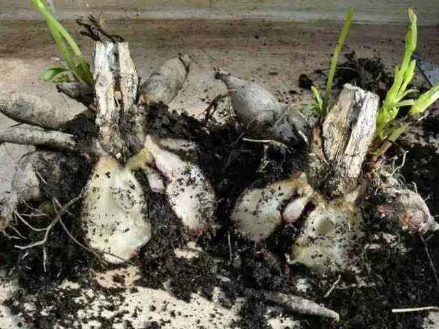 Георгины когда доставать на проращивание на урале. Клубни георгин сгнившие. проращивание клубней георгин. георгины луковицы.