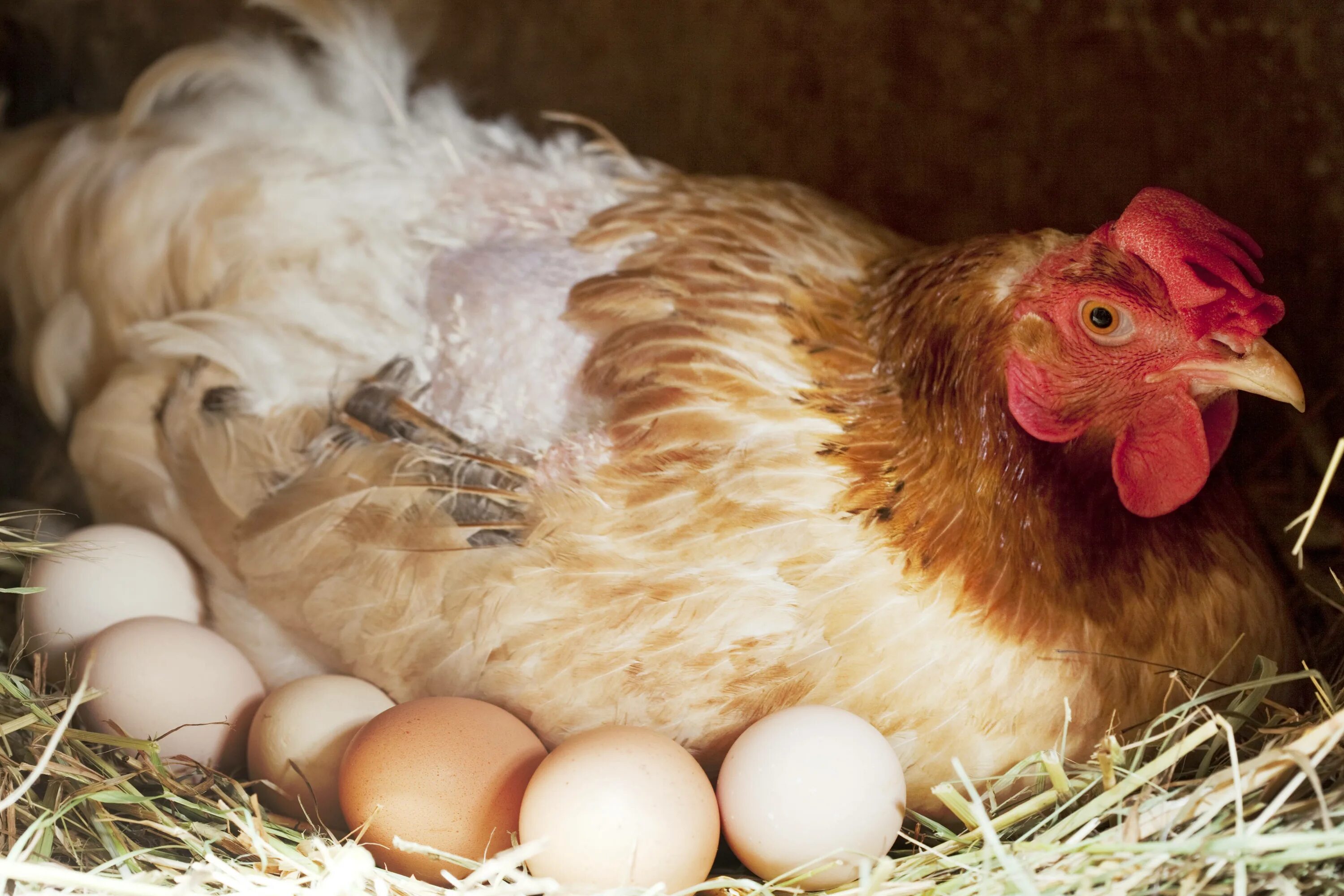 К чему снятся куру и яйца. Курочки - несушки. Курица с яйцами. Несушка с яйцами. Курочка с яйцами.