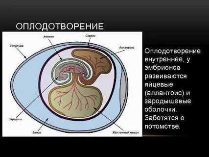 Аллантоис это