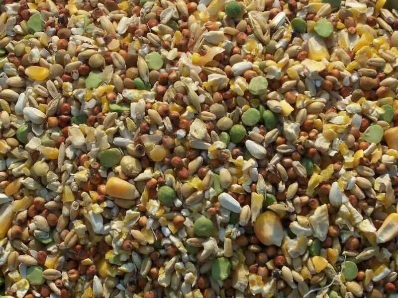 Зерносмесь для крс. Зерносмесь кукуруза семечка пшеница ячмень. морозово зерносмесь. зерновые корма для свиней.