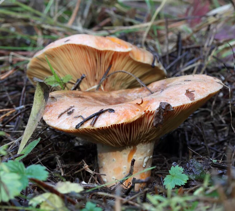 Какой гриб рыжик. Рыжик настоящий Lactarius deliciosus. Крымские рыжики грибы. Рыжик Крымский. Осенние грибы рыжики.