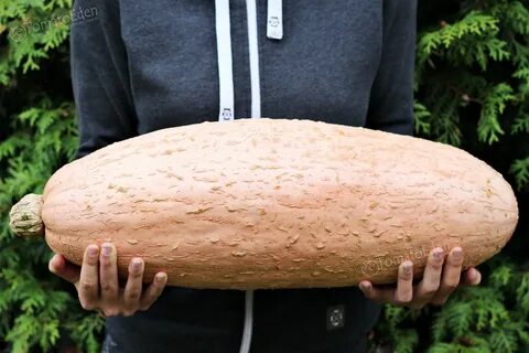 Тыква розовый банан