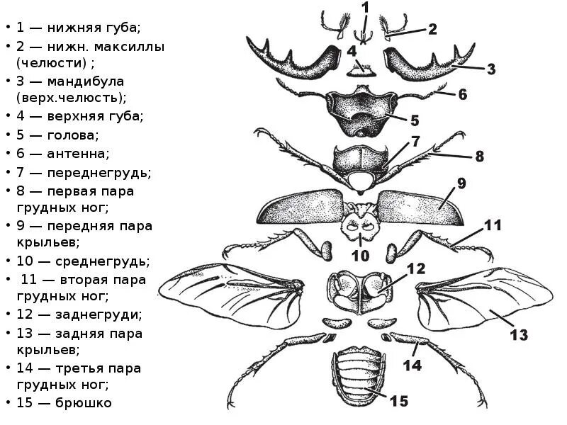 Тип головы насекомых