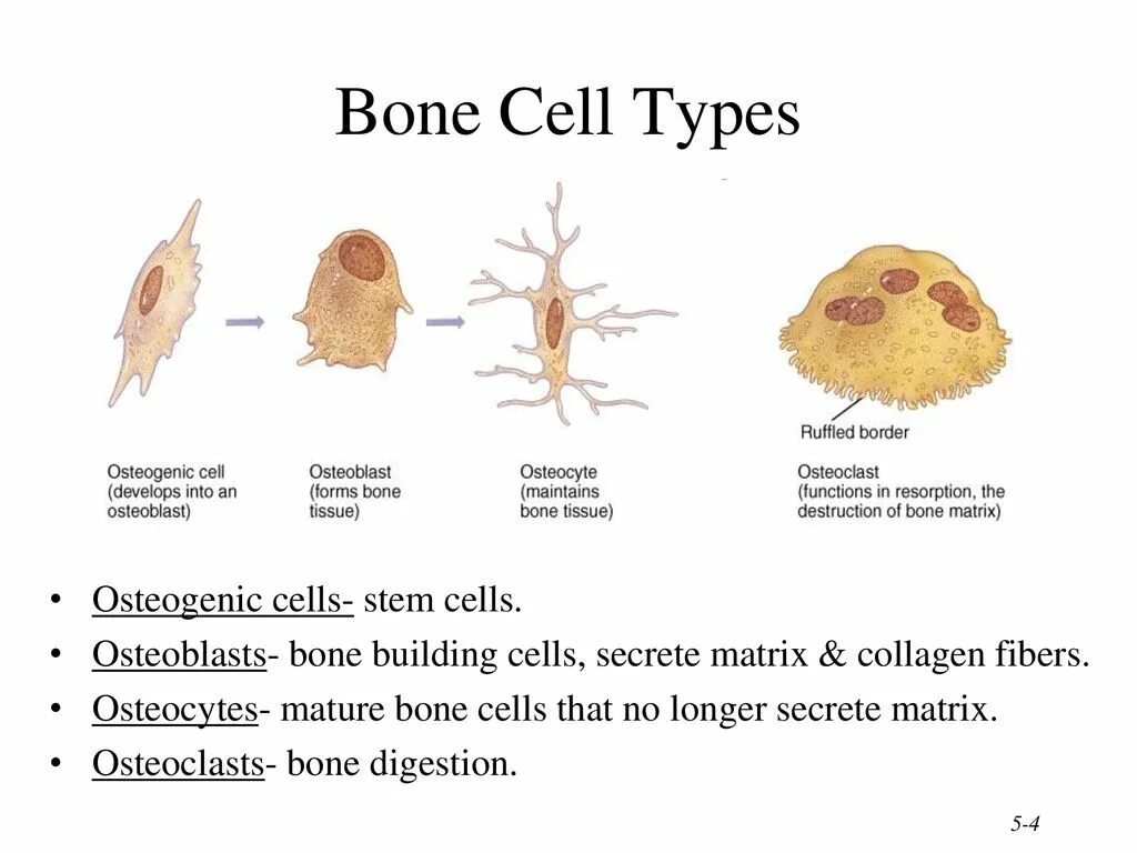 Main cell. Bone cells. остеобласт. bone tissue cells. остеобласты рисунок.