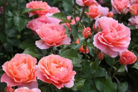 Garden Rose Festival free image download