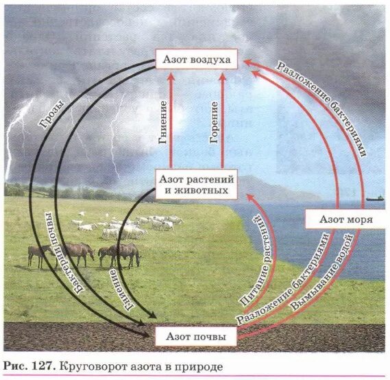 Установите последовательность круговорота азота в атмосфере. Круговорот азота. Круговорот азота в природе схема. Круговорот азота в природе. Схема круговорота азота схема.