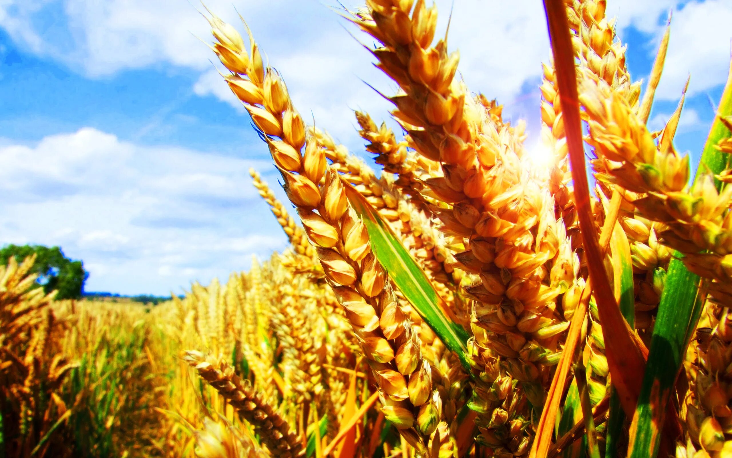 Сельское хозяйство. Сельскохозяйственные культуры. Зерновые культуры. Пшеница растение.