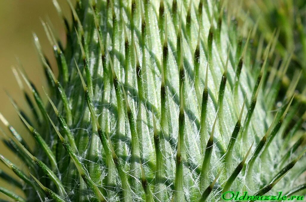 перисто сетчатое жилкование листьев. жилкование листовой пластинки. куст с большими листьями. семейство сложноцветные астровые листья. трубчатые листочки.