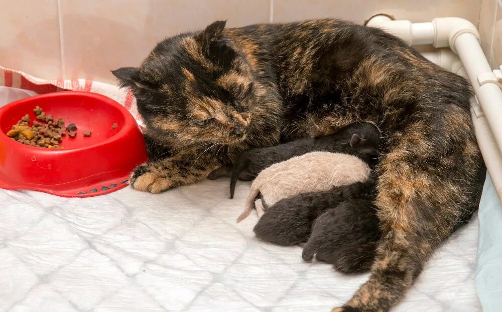 Кошка после родов ходит за хозяином. Кошка после родов ходит за хозяином. Кошка после родов ходит за хозяином. Кошка после родов ходит за хозяином. Кошка после родов ходит за хозяином.