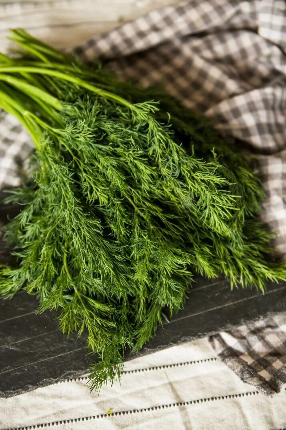 свежий укроп. пучок укроп аллигатор. пучок укропа. свежий укроп. пучок укропа.