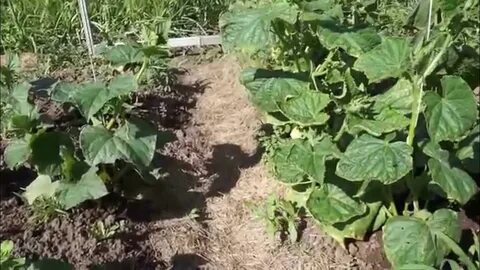 Рассада огурцов подмосковье