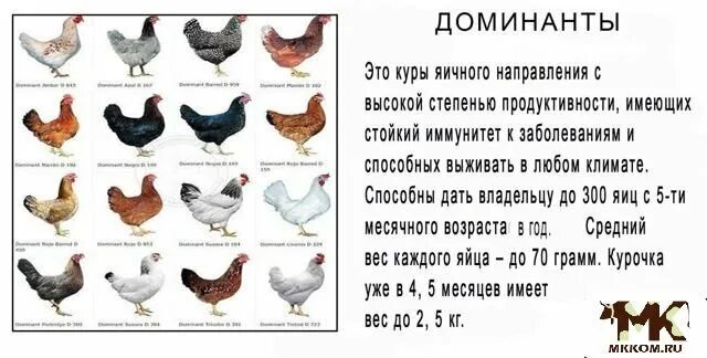 Доминант 959 описание породы