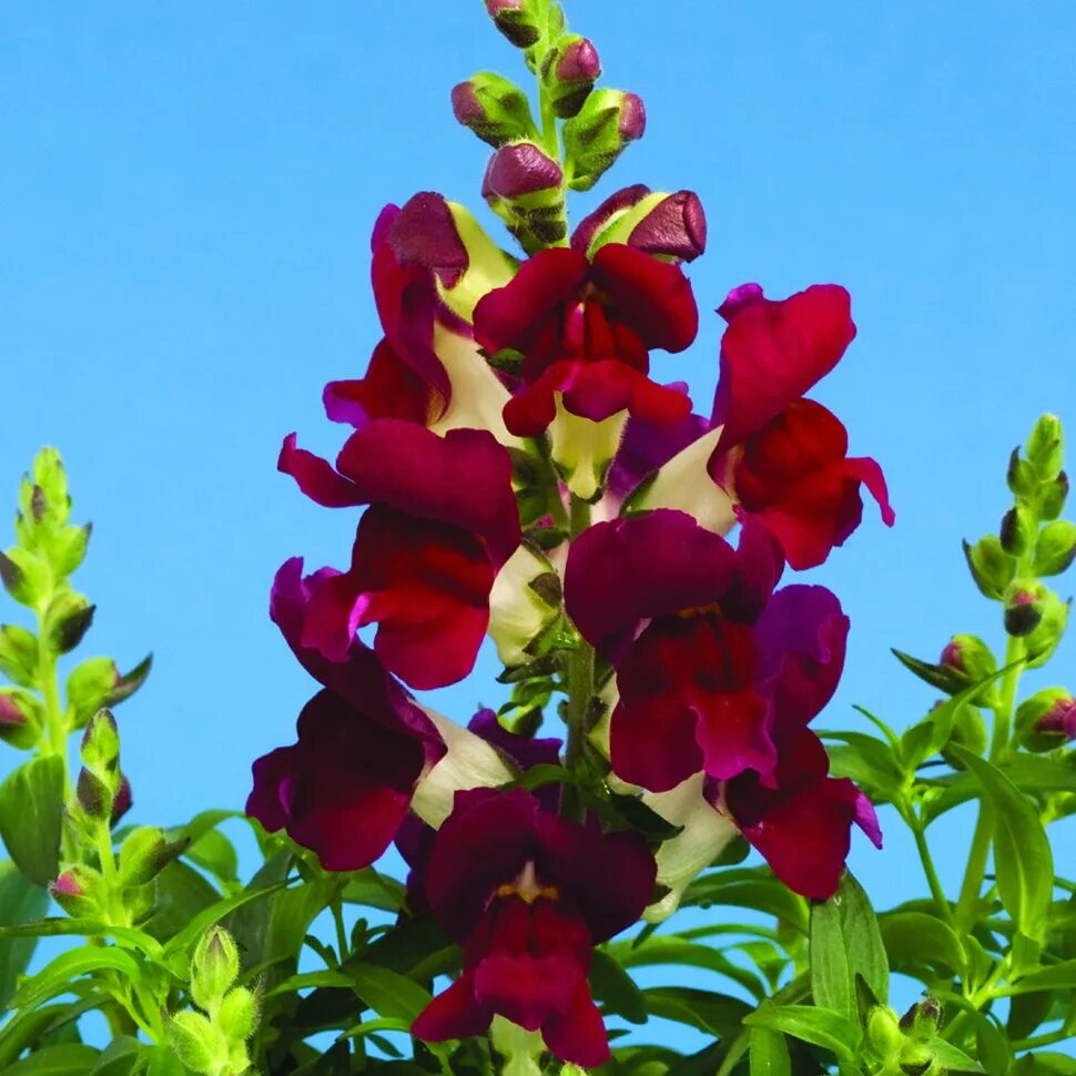 Семена Антирринум (львиный зев). Львиный зев Burgundy bicolor. Львиный зев Монтего. Львиный зев снэптини Burgundy bicolor. Семена львиный зев фото