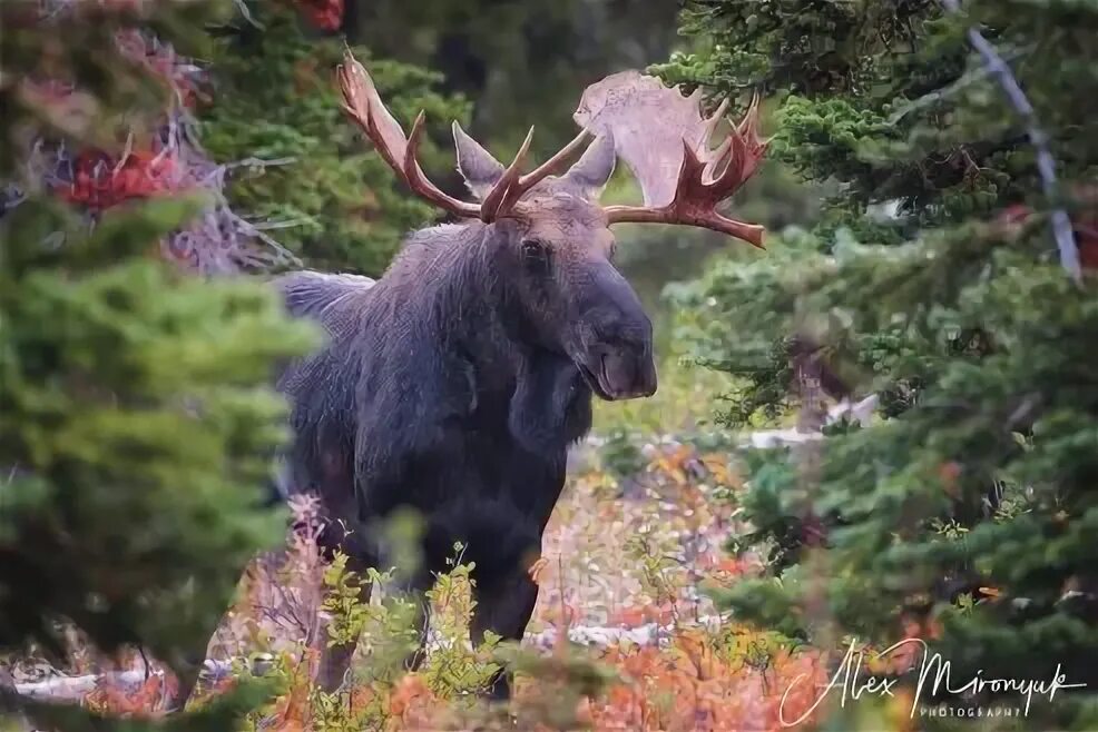 Лоси в америке. Американский Лось. Американский Лось Северной Америки. Лось в Америке. Лось фото.