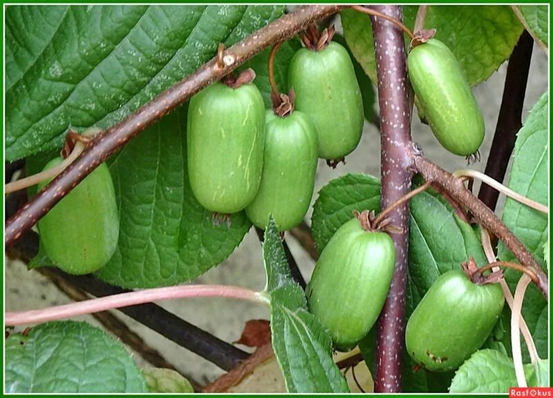 актинидия полигама злато. актинидия коломикта sentyabrskaya. актинидия коломикта доктор шимановский. актинидия аргута и коломикта. актинидия аргута фигурная.