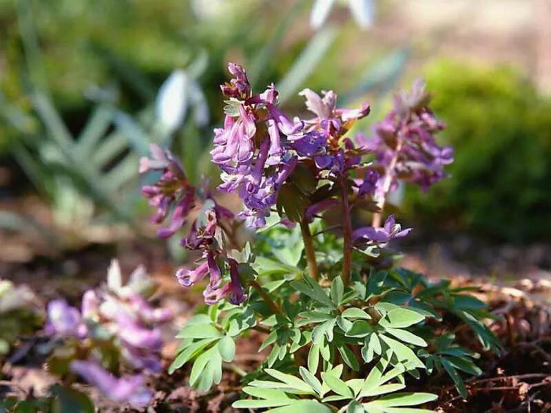 Хохлатка цветок. Хохлатка (Corydalis). Хохлатка Галлера. Хохлатка Лесная.